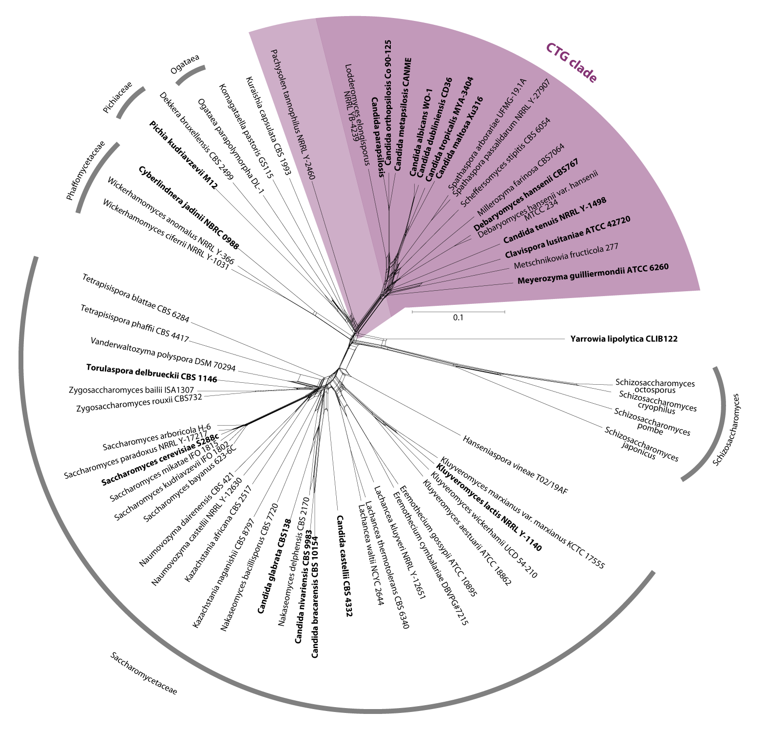 phylogenetic net